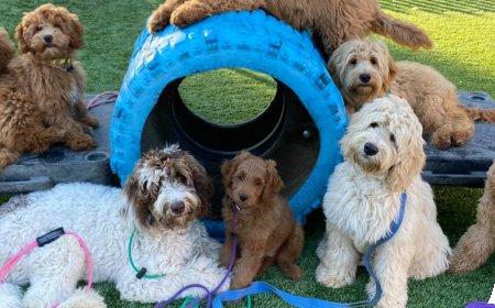 Why In-Person Dog Training Might Be the Breakthrough You and Your Dog Need