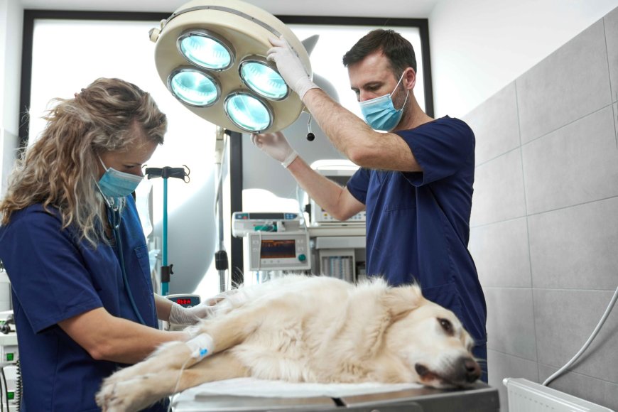 After-Hours Emergency Veterinarian Services: Why Quick Action Could Save Your Pet’s Life