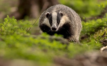Do Skunks Hibernate during the winter? Figuring out How They Act in the winter
