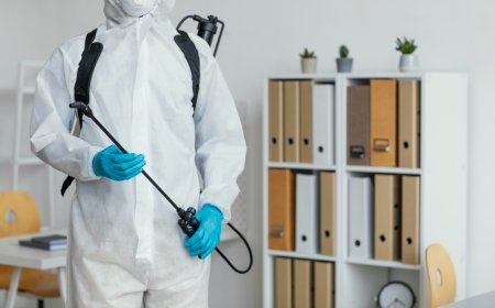 Termite Pest Control in Gainesville GA Prevention Treatment and Expert Tips