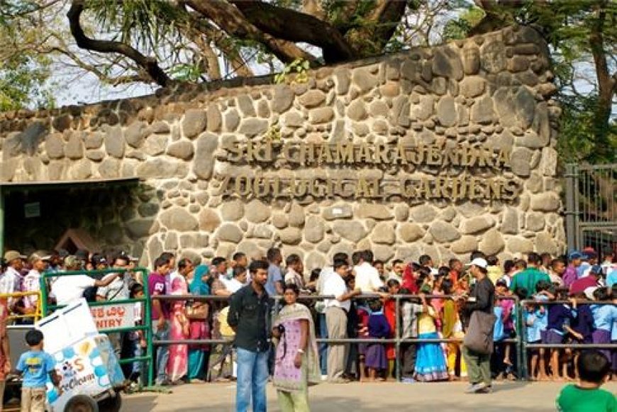 Explore Mysore Zoo Timings for a Perfect Wildlife Visit